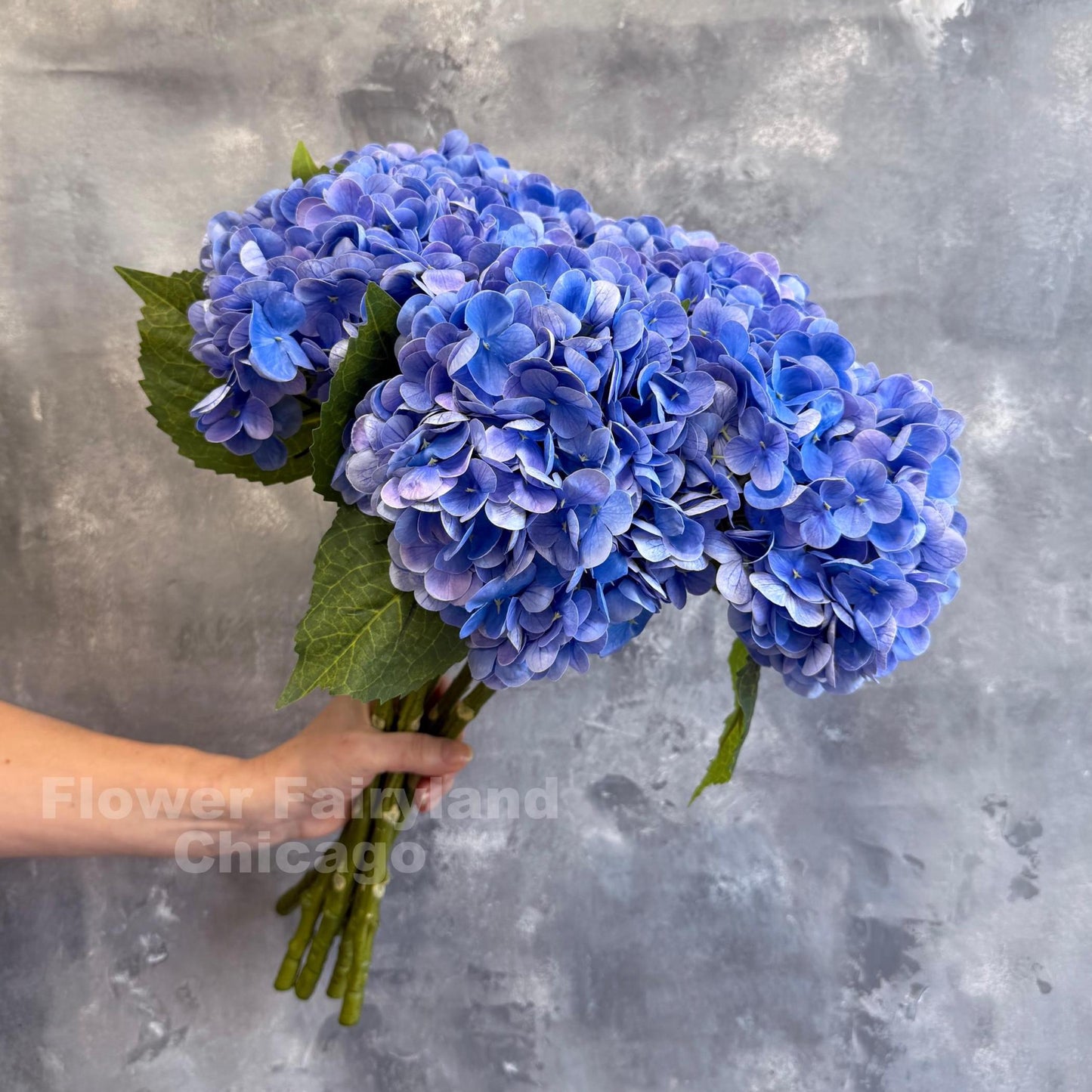 Blue violet hydrangea bloom detail