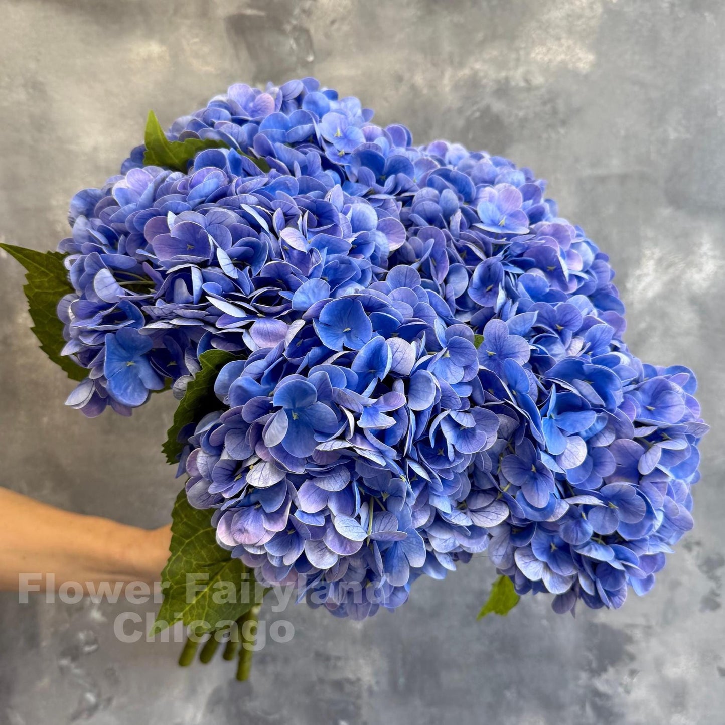 Blue violet hydrangea in arrangement