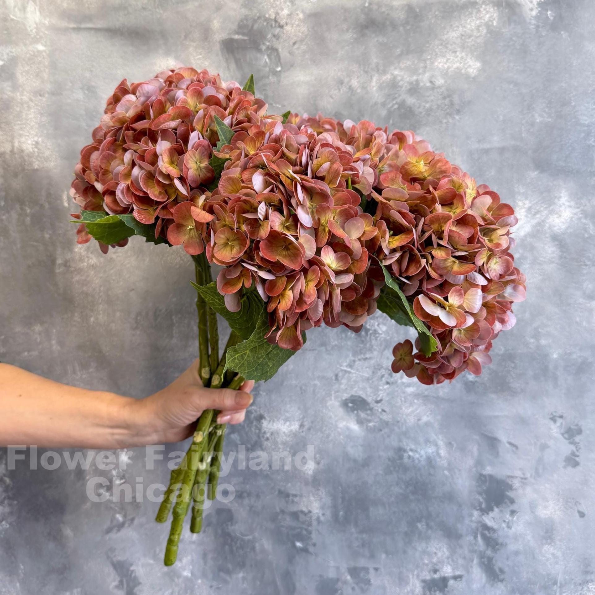 Rusty brown hydrangea bloom detail