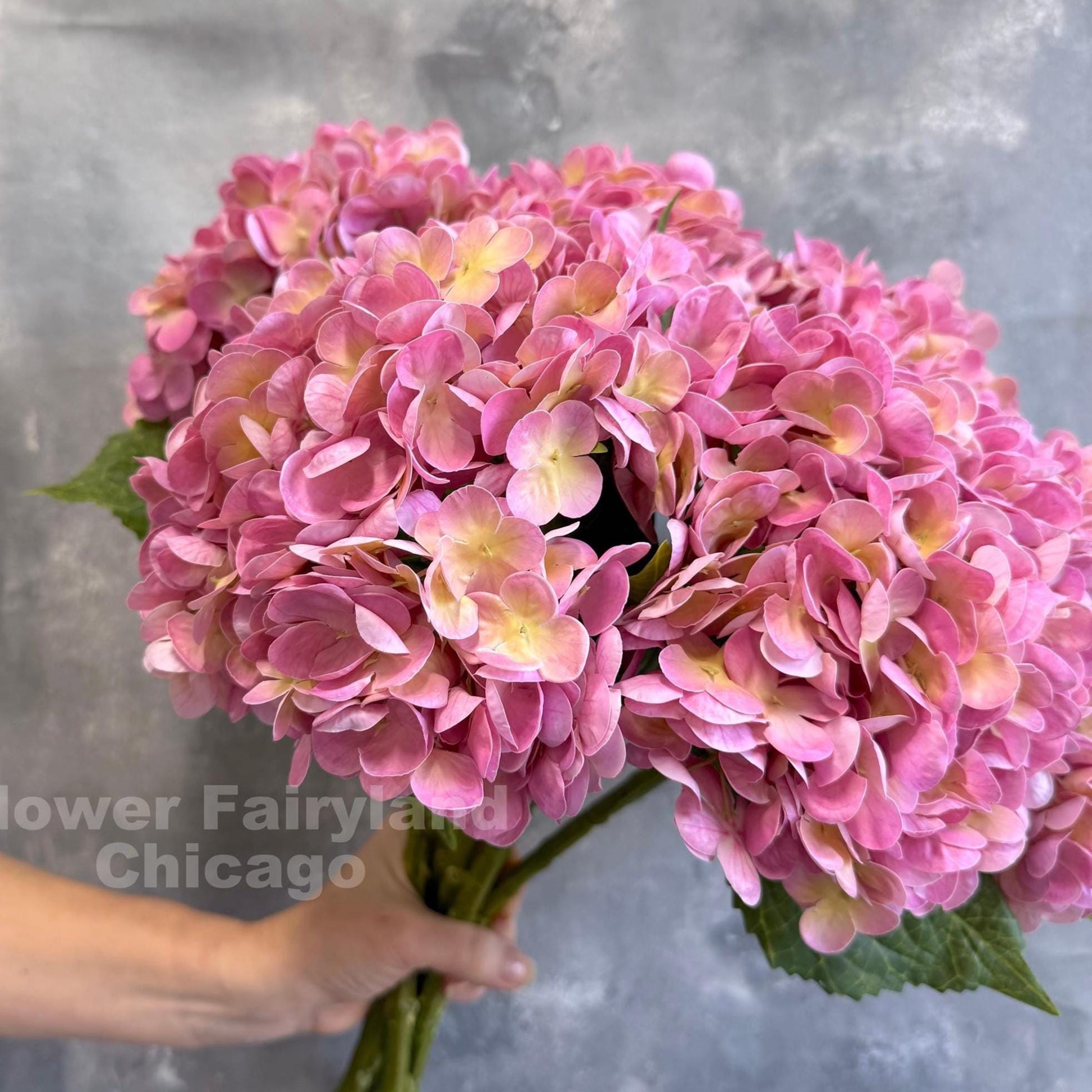 Yellowish pink hydrangea bloom detail