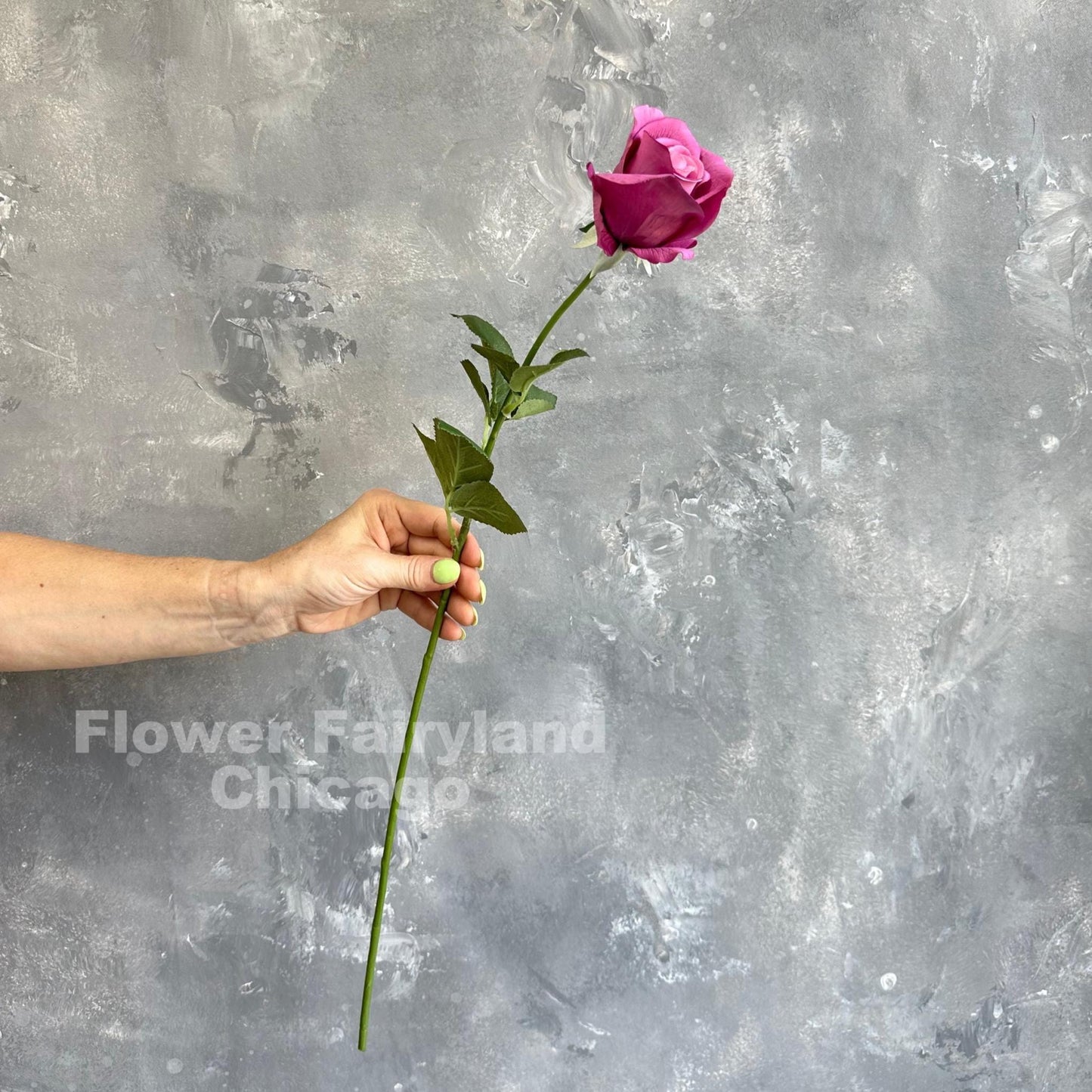 Mulberry half opened rose stem held in hand