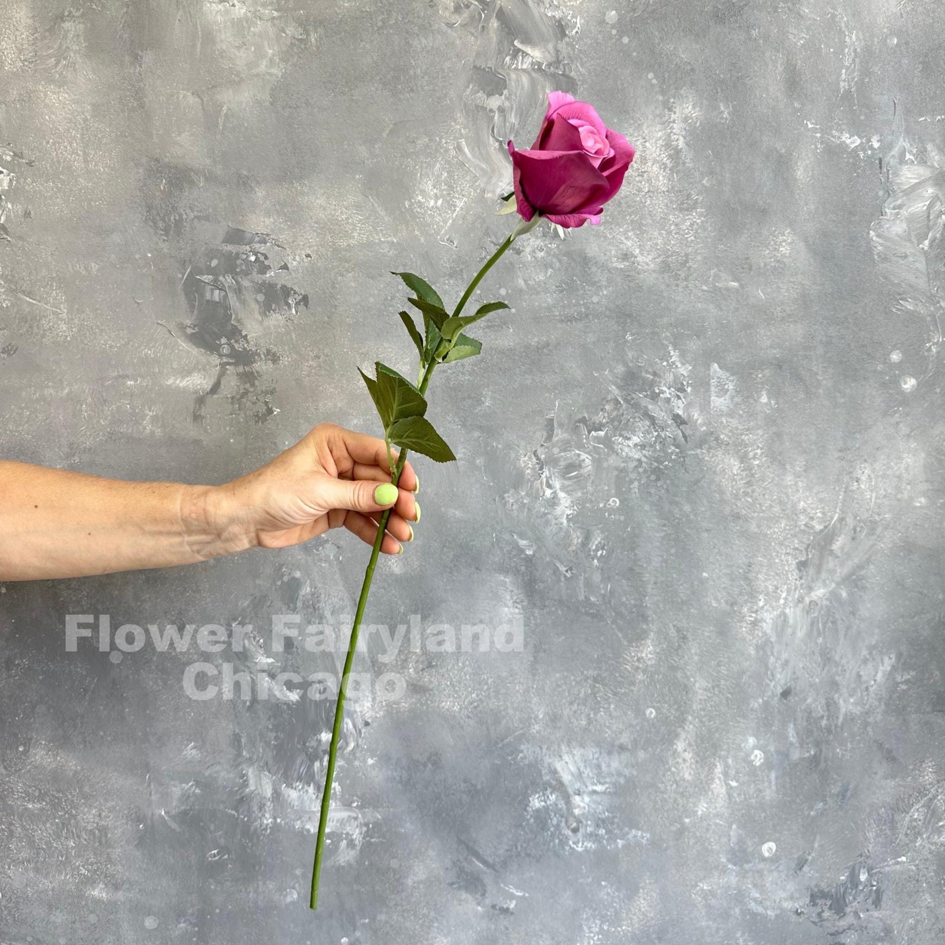 Mulberry half opened rose stem held in hand