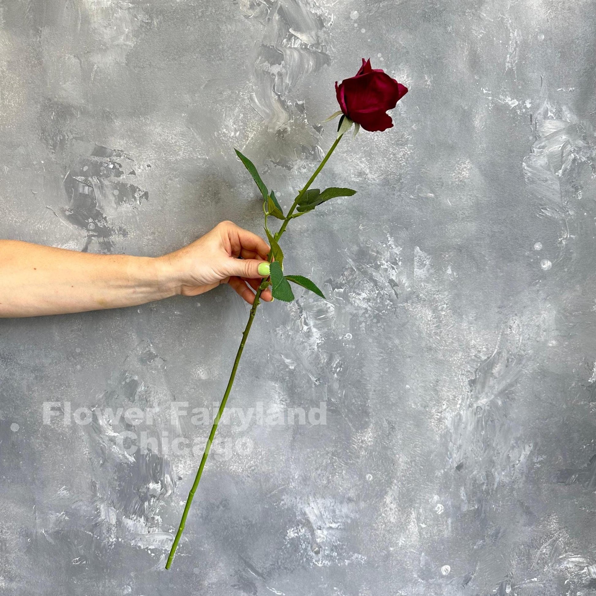 Real touch half opened rose single long stem in wine