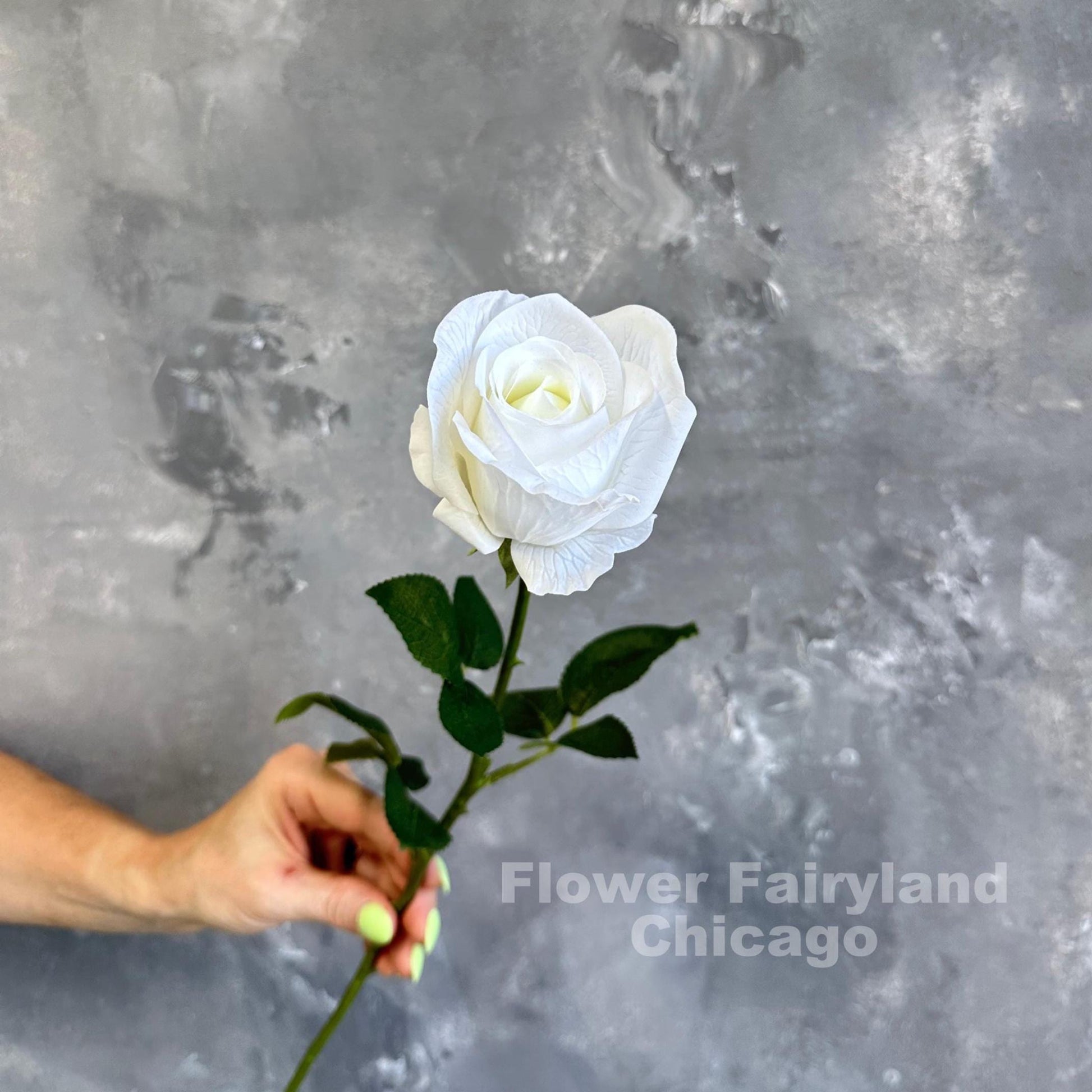 White half opened rose stem held in hand