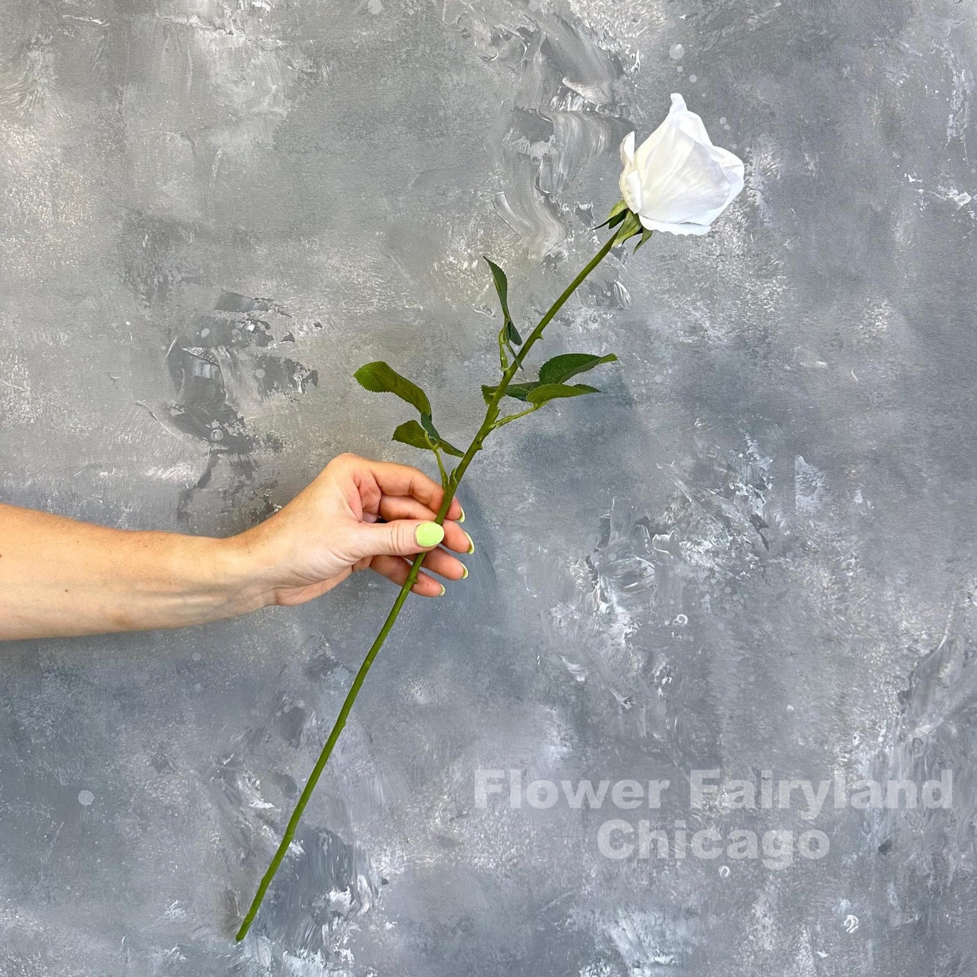 White half opened rose stem