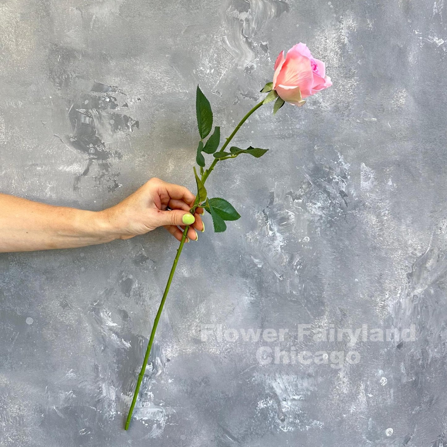 Pink half opened rose stem held in hand