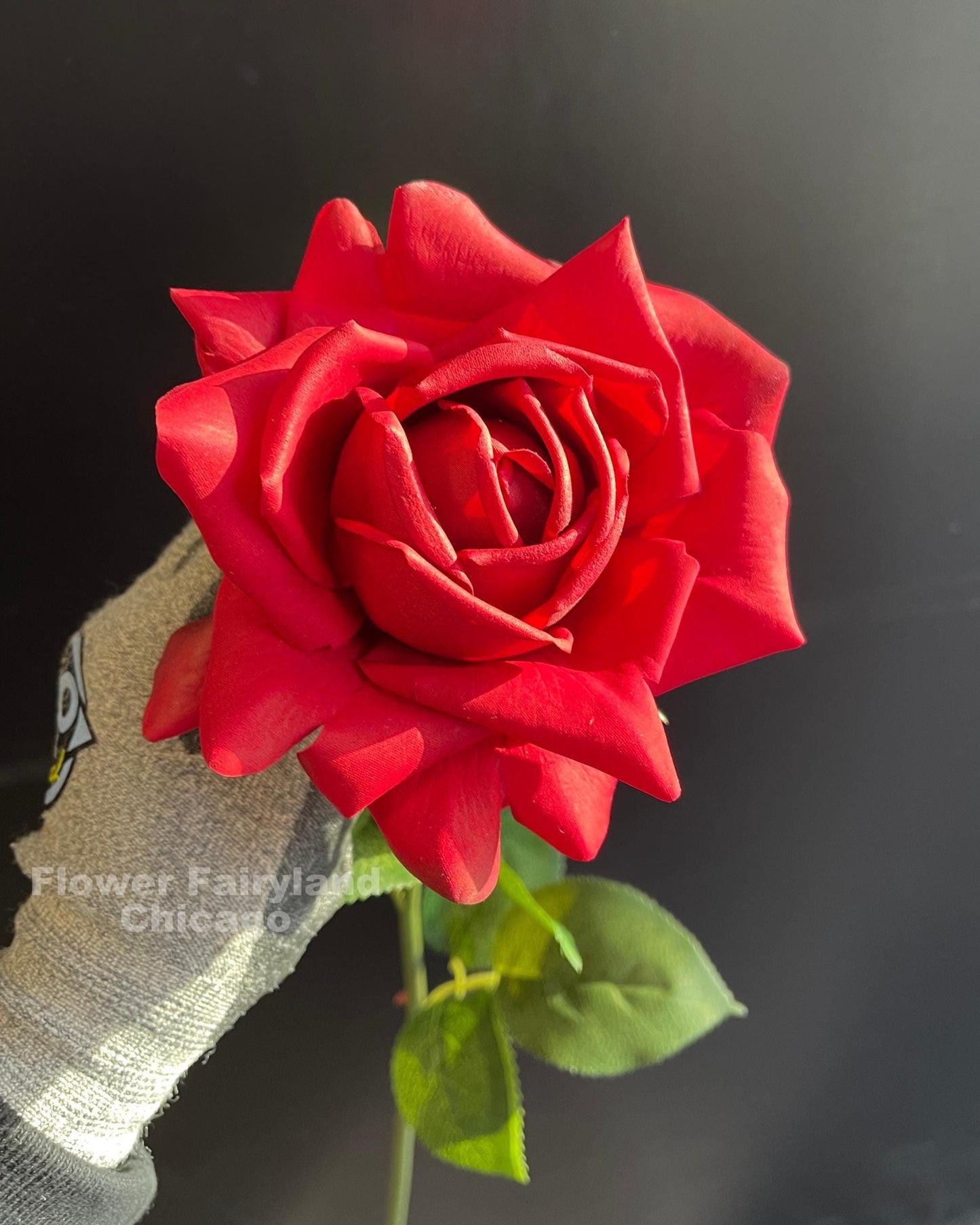 Red full bloom rose bloom detail