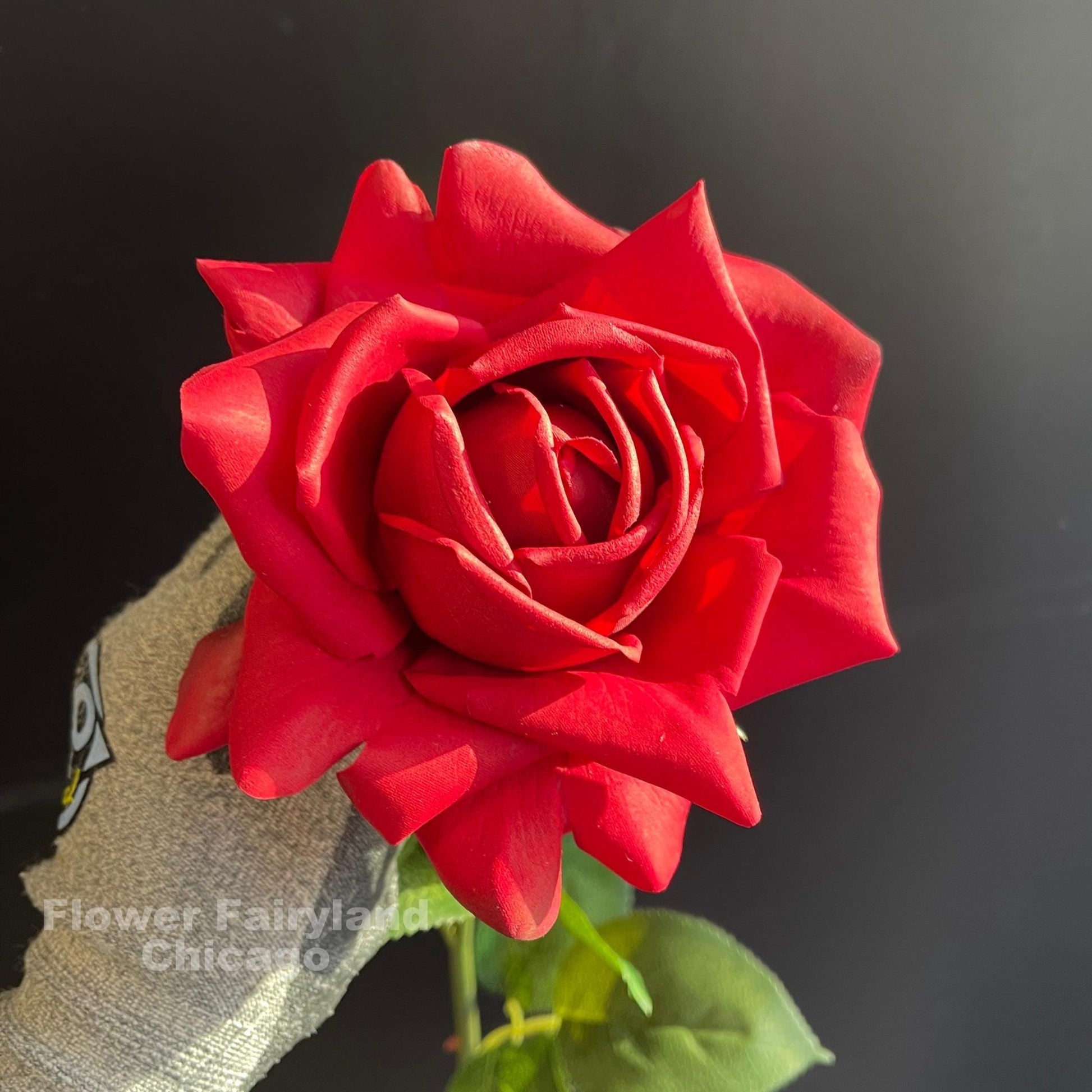 Red full bloom rose petals close up