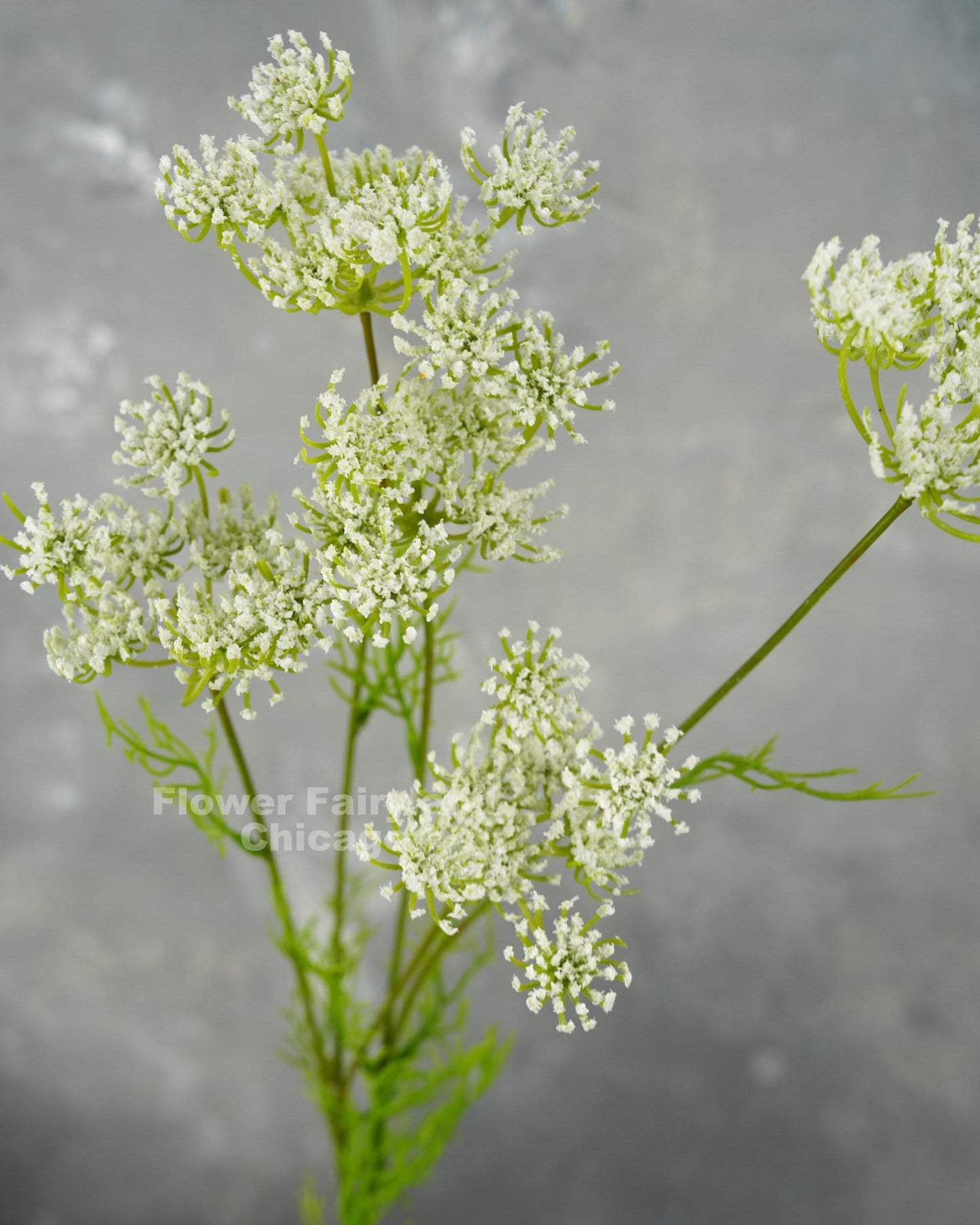 Faux Queen Anne's lace flower clusters close-up