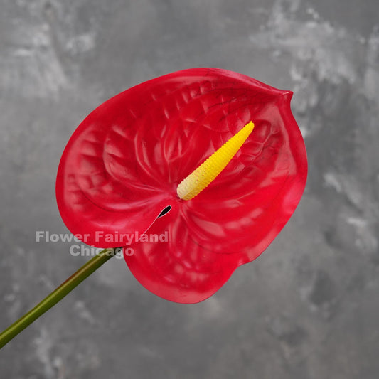 Red real touch anthurium head close-up