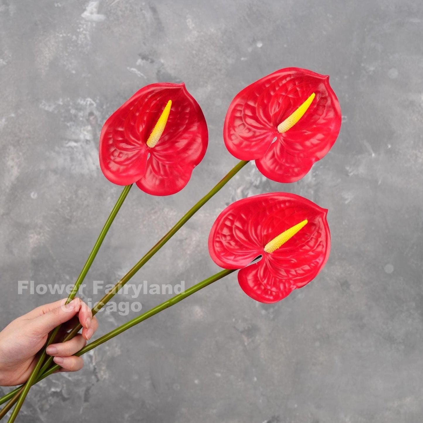 Red anthurium flower heads