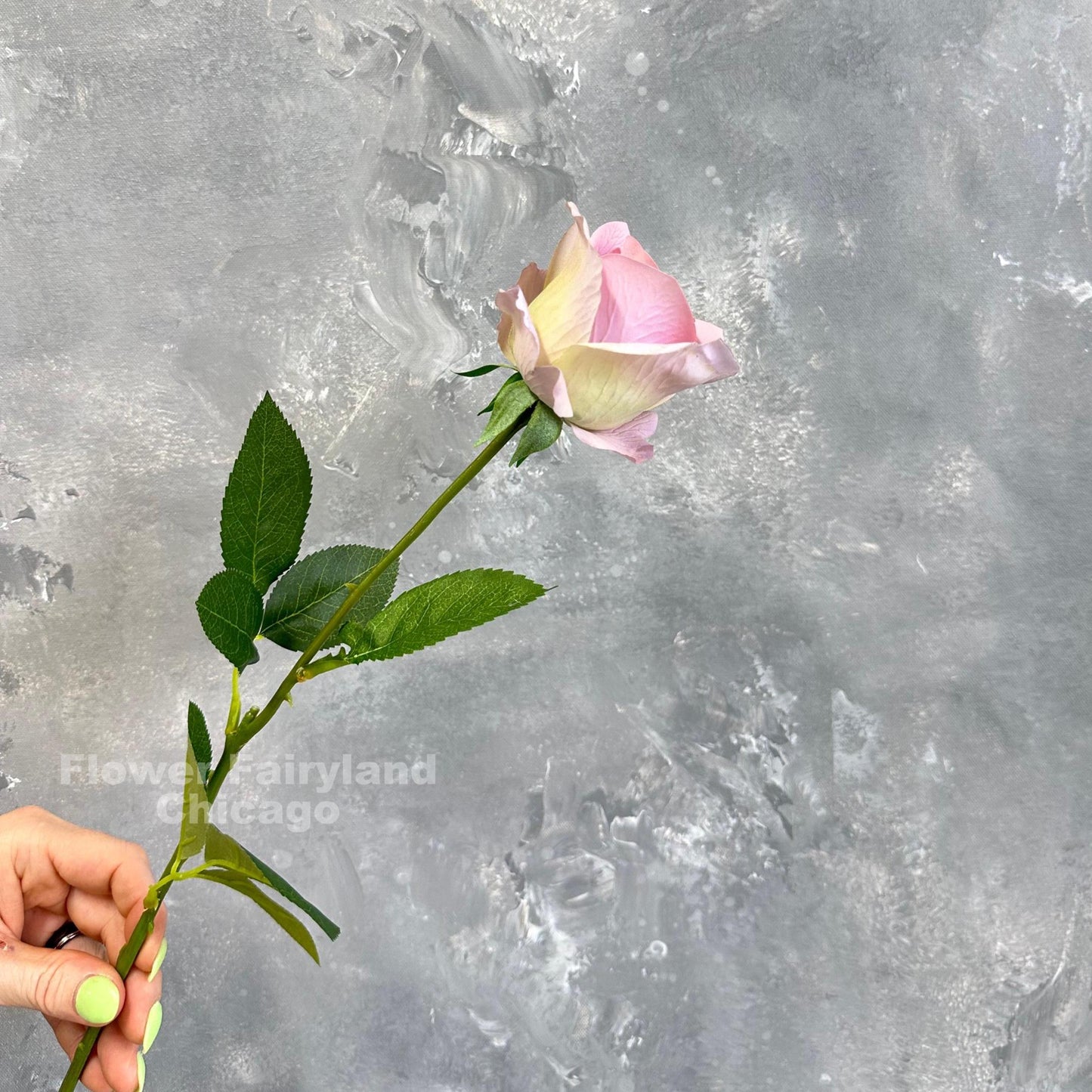 Greenish lilac half opened rose stem held in hand