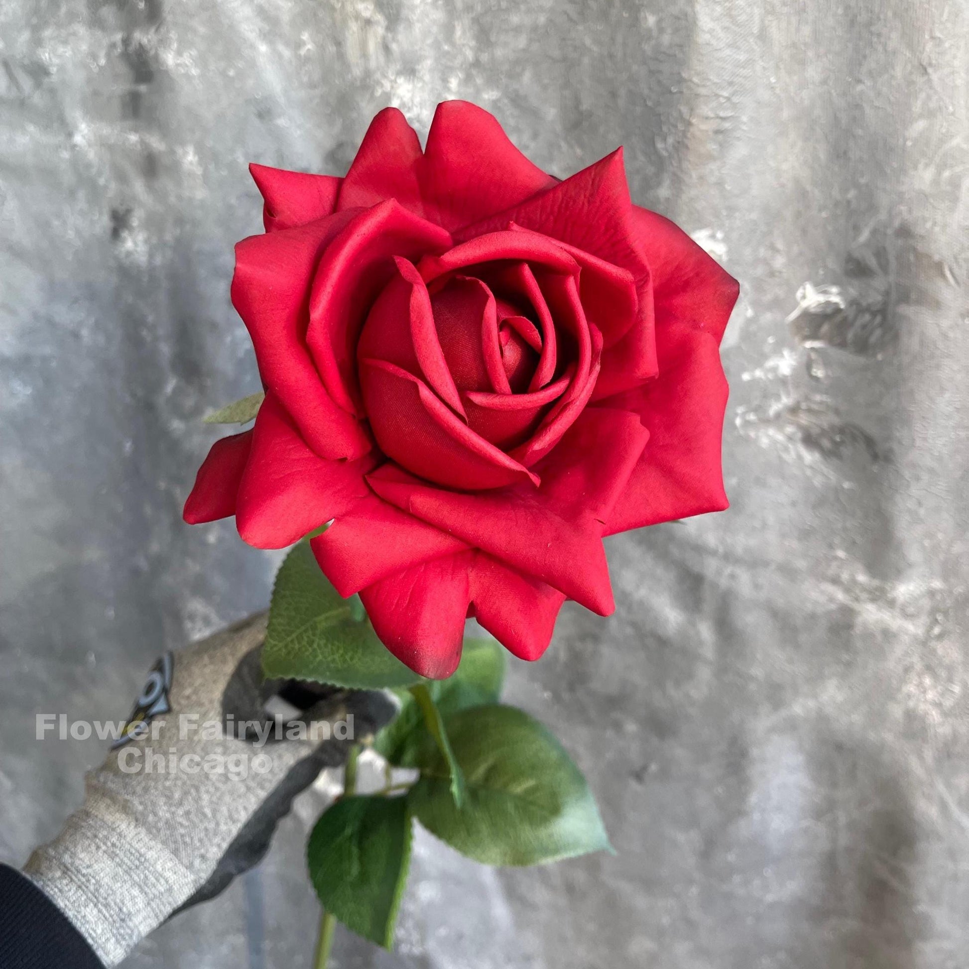 Red full bloom rose stem held in hand