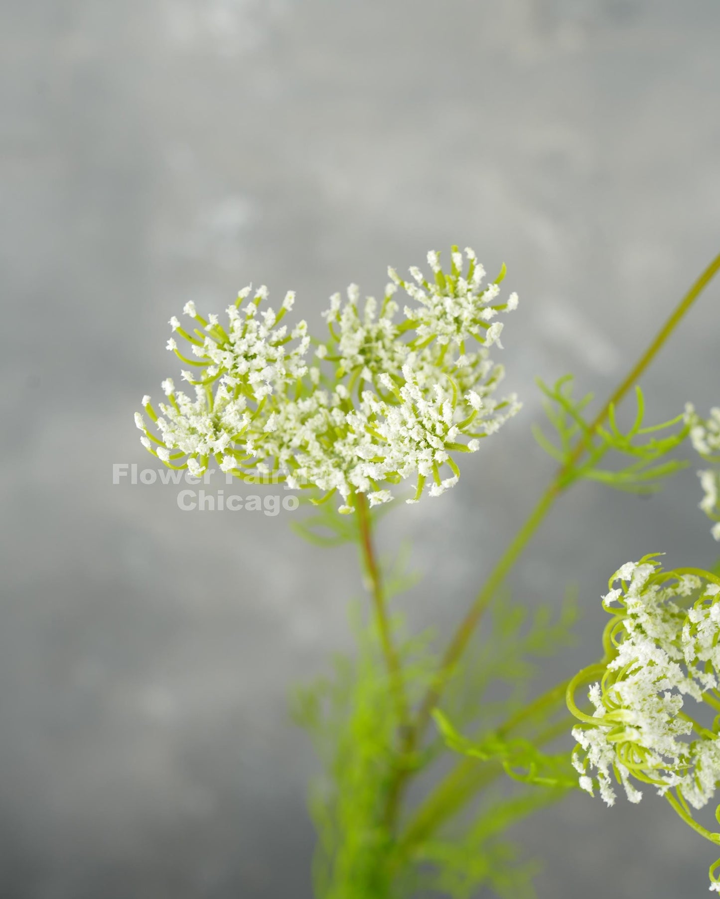 Faux Queen Anne's lace flower head close-up