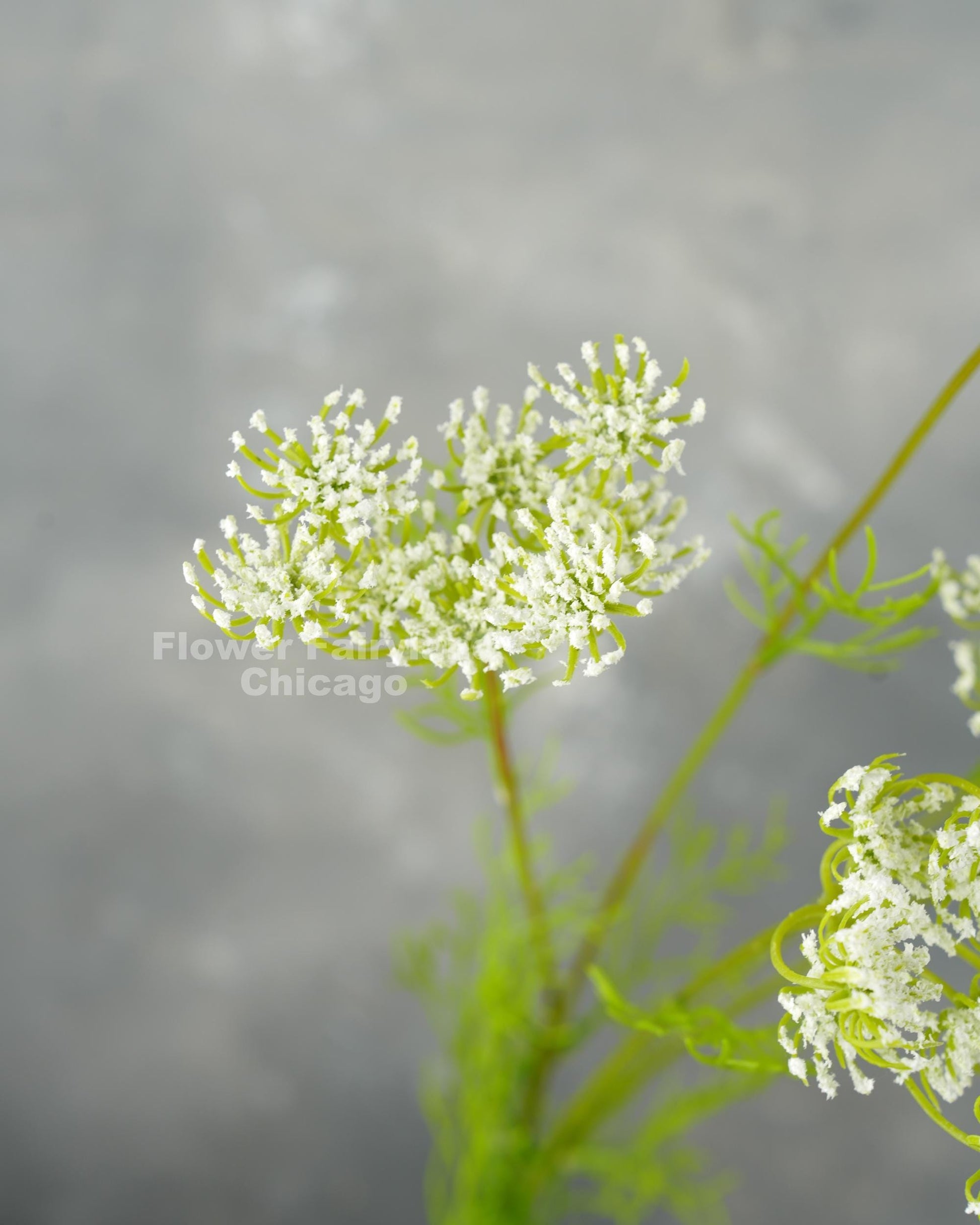 Faux Queen Anne's lace flower head close-up