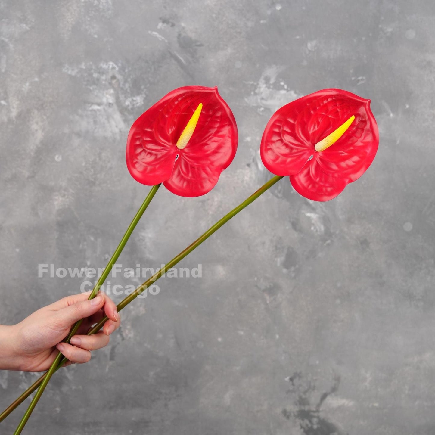 Red anthurium - three stems