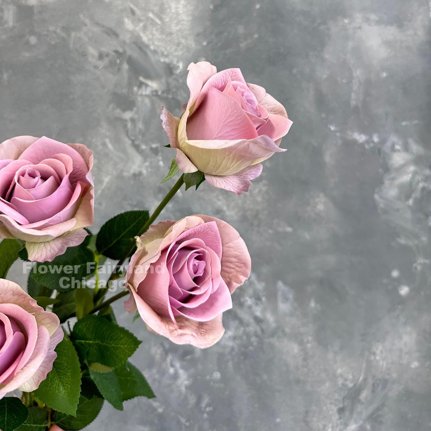 Greenish lilac half opened rose blooms close up