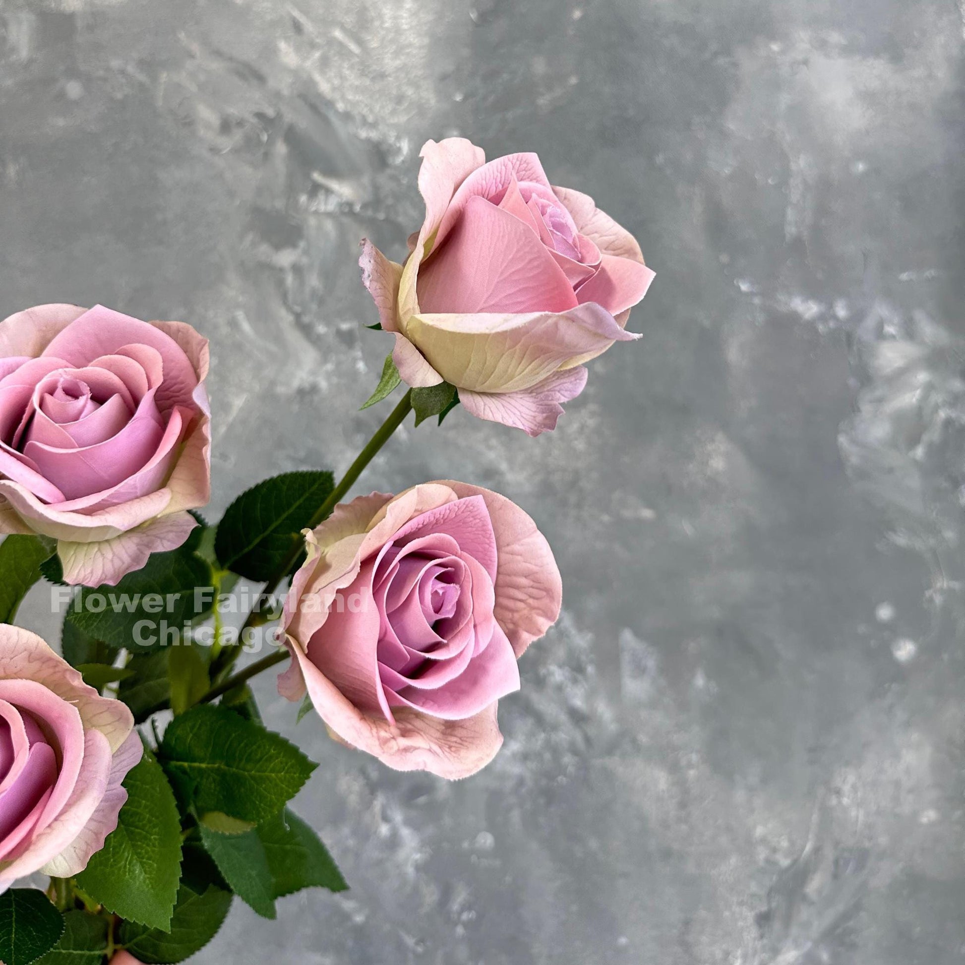 Greenish lilac half opened rose blooms close up
