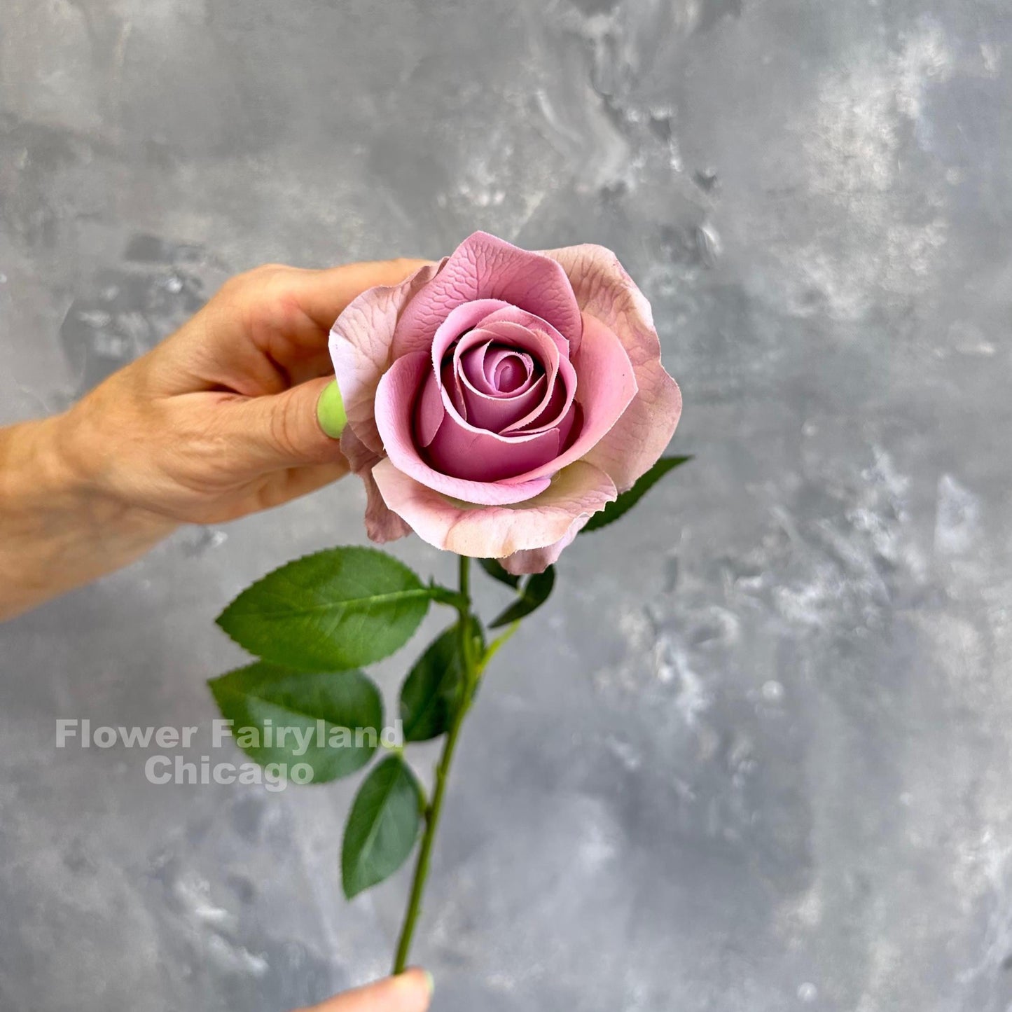 Real touch half opened rose single long stem in greenish lilac