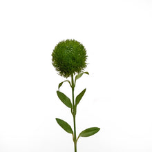 Load image into Gallery viewer, Real Touch Dianthus Green Ball Stem - Dark Green

