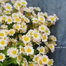 Load image into Gallery viewer, 21&quot; 30 Heads Chamomile Branch - Light Pink
