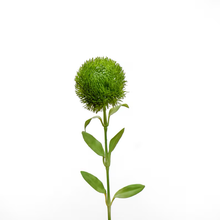 Load image into Gallery viewer, Real Touch Dianthus Green Ball Stem - Light Green
