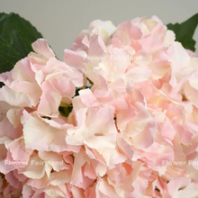 Load image into Gallery viewer, 5 Heads Hydrangea Bouquet - Light Pink Edge
