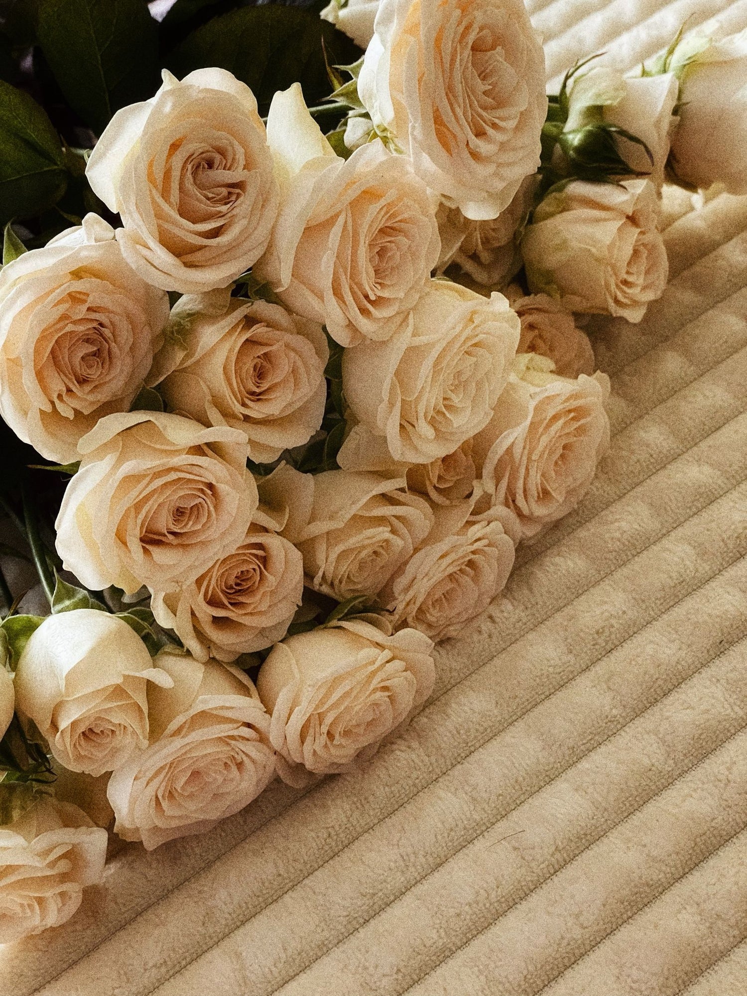 Cream roses arranged on soft textured fabric