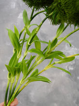 Load image into Gallery viewer, 20&quot; Faux Dianthus Green Ball Stem
