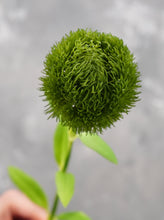 Load image into Gallery viewer, 20&quot; Faux Dianthus Green Ball Stem
