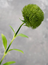 Load image into Gallery viewer, 20&quot; Faux Dianthus Green Ball Stem
