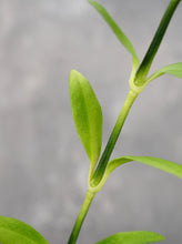 Load image into Gallery viewer, 20&quot; Faux Dianthus Green Ball Stem
