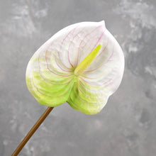 Load image into Gallery viewer, 24&quot; Real Touch Faux Anthurium - White
