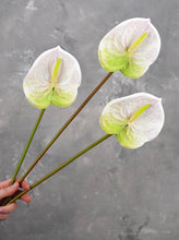 Load image into Gallery viewer, 24&quot; Real Touch Faux Anthurium - White
