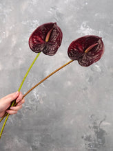 Load image into Gallery viewer, 24&quot; Real Touch Faux Anthurium - Dark Blood
