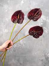 Load image into Gallery viewer, 24&quot; Real Touch Faux Anthurium - Dark Blood
