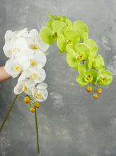 Load image into Gallery viewer, 38&quot; Real Touch 9 Heads Orchid Stem - Green
