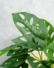 Load image into Gallery viewer, 16&quot; Faux Monstera Adansonii Hanging Plant
