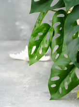 Load image into Gallery viewer, 16&quot; Faux Monstera Adansonii Hanging Plant
