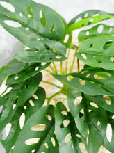 Load image into Gallery viewer, 16&quot; Faux Monstera Adansonii Hanging Plant
