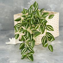 Load image into Gallery viewer, 18&quot; Faux Hanging Plant - Green &amp; White
