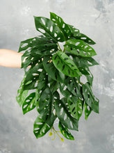 Load image into Gallery viewer, 16&quot; Faux Monstera Adansonii Hanging Plant
