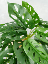 Load image into Gallery viewer, 16&quot; Faux Monstera Adansonii Hanging Plant
