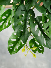 Load image into Gallery viewer, 16&quot; Faux Monstera Adansonii Hanging Plant
