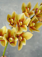 Load image into Gallery viewer, 29&quot; 10 Heads Cymbidium Hybrid Orchid Stem - Almond Bisque
