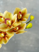 Load image into Gallery viewer, 29&quot; 10 Heads Cymbidium Hybrid Orchid Stem - Almond Bisque
