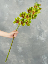 Load image into Gallery viewer, 29&quot; 10 Heads Cymbidium Hybrid Orchid Stem - Green
