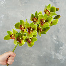 Load image into Gallery viewer, 29&quot; 10 Heads Cymbidium Hybrid Orchid Stem - Green
