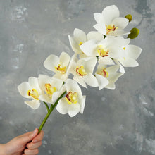 Load image into Gallery viewer, 29&quot; 10 Heads Cymbidium Hybrid Orchid Stem - White
