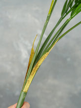 Load image into Gallery viewer, 30&quot; 6 Branches Faux Palm Leaves Plant
